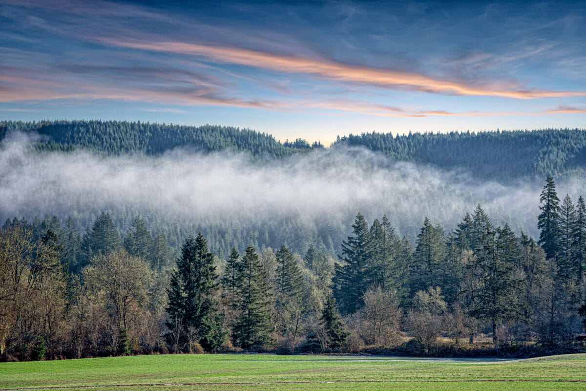 forest field.