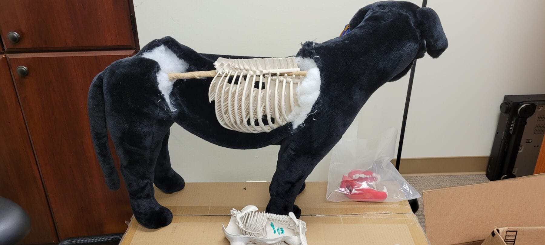 A stuffed black dog with an exposed rib cage model and visible stuffing stands on a table near a wall.