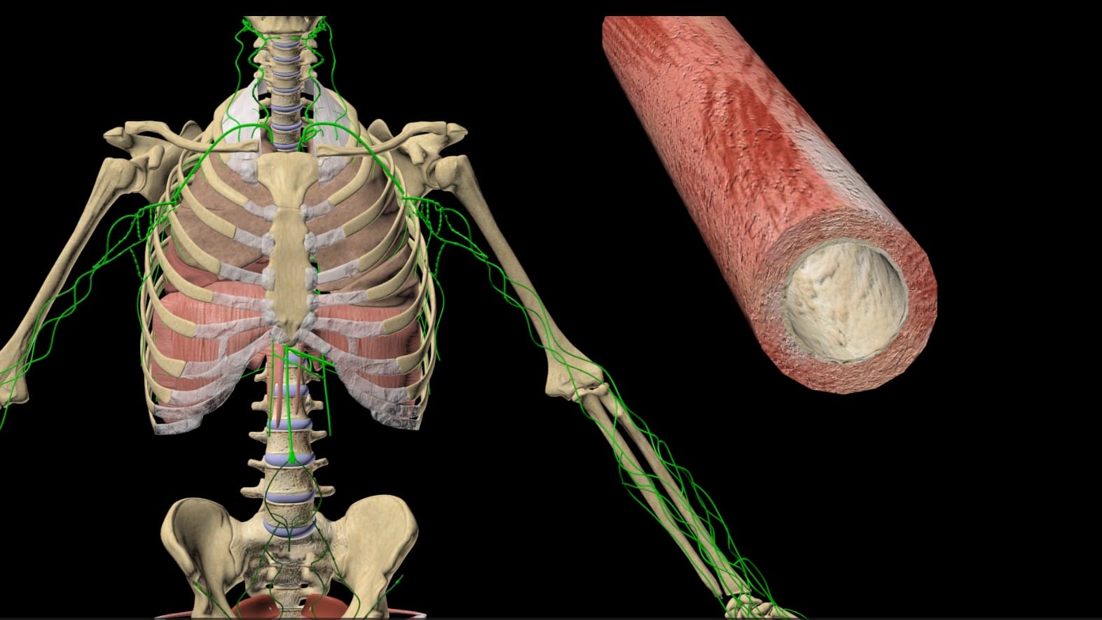 Digital illustration of a human skeleton with the lymphatic system highlighted in green, and a close-up cross-section of a muscle fiber on the right.
