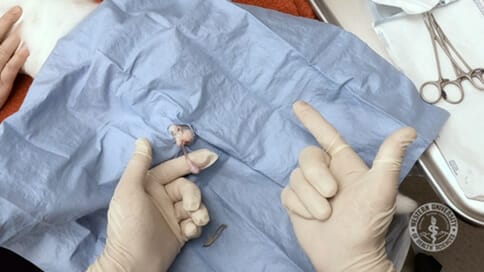 A pair of gloved hands points to a small animal, possibly a newborn or a medical specimen, partially covered by a blue surgical drape on a medical table. Medical instruments are nearby.