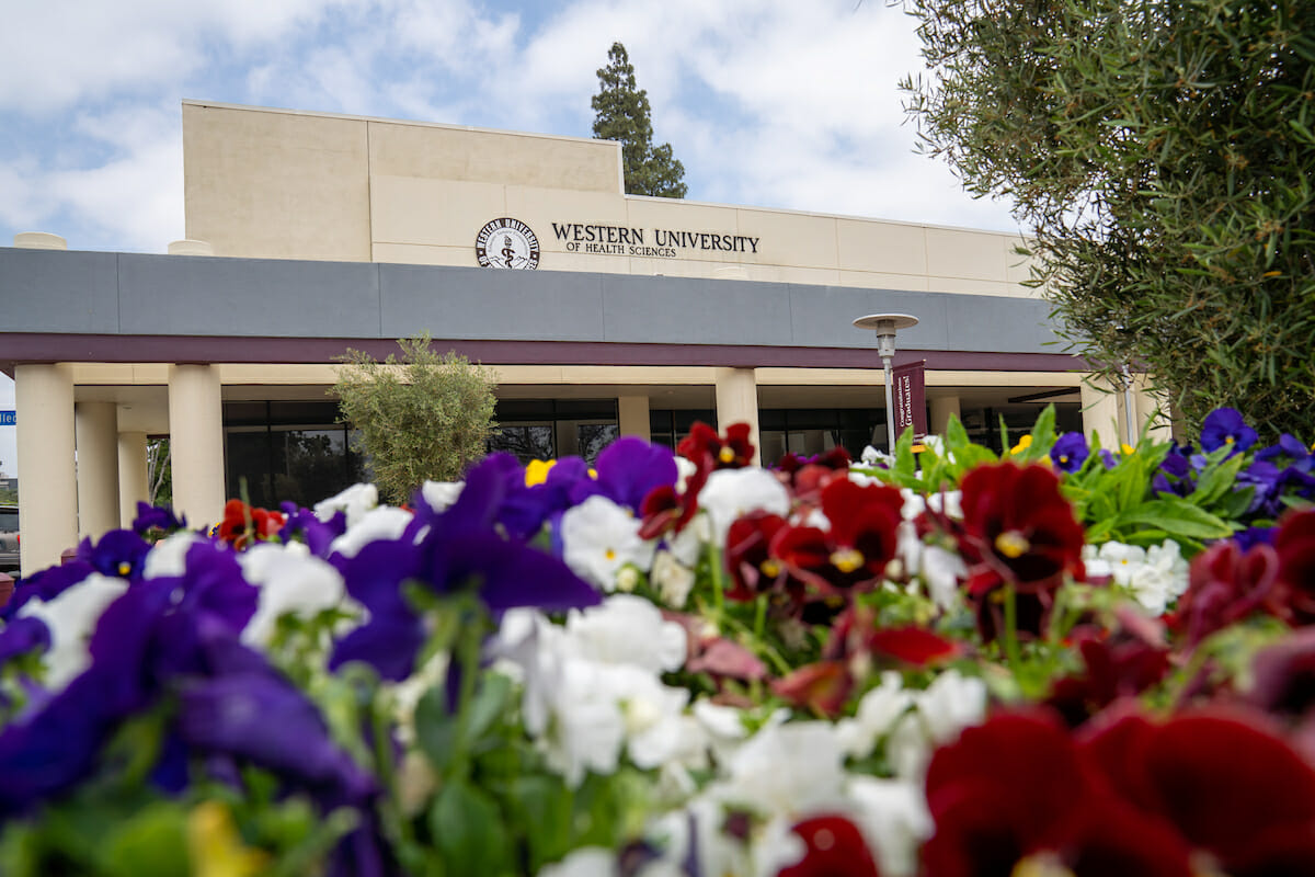 A group of flowers in front of a building.