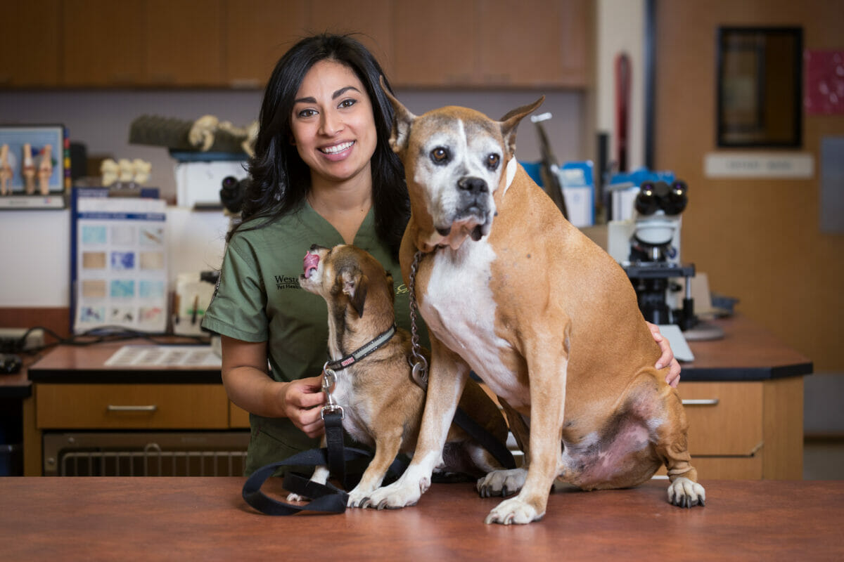 woman, green shirt, dogs.