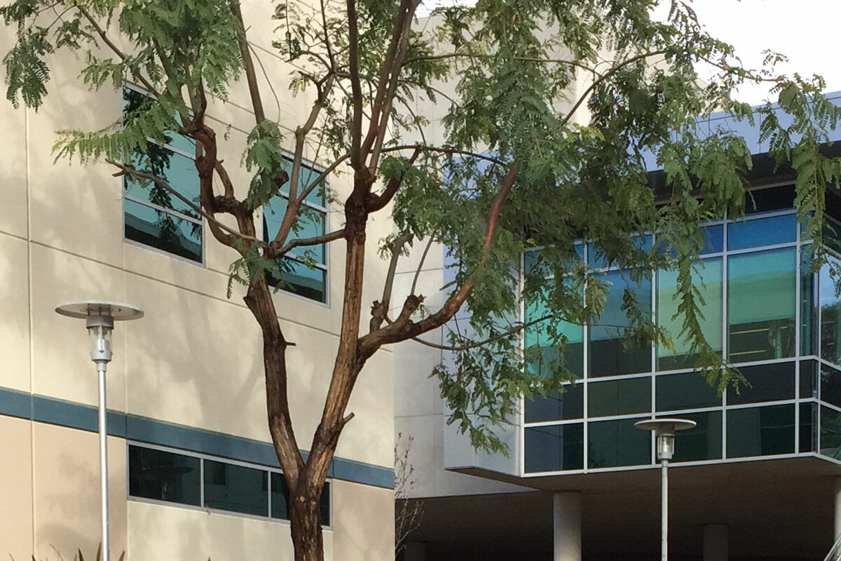 a tree in front of a building.