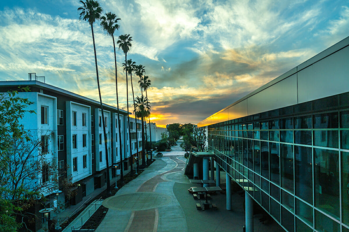 palm trees, buildings