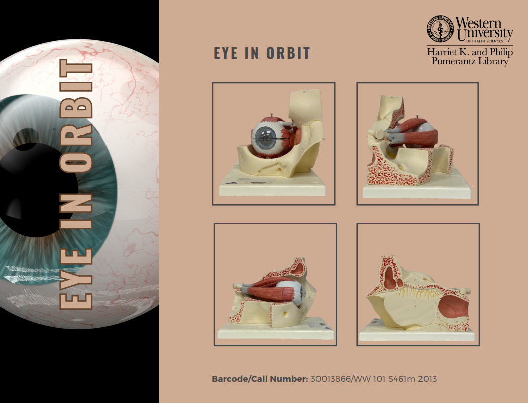 A model of an eye in orbit.