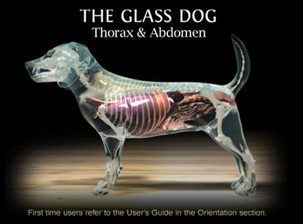 A transparent dog model showing internal thorax and abdomen structures with text: "The Glass Dog: Thorax & Abdomen." An instruction note for first-time users is displayed at the bottom.