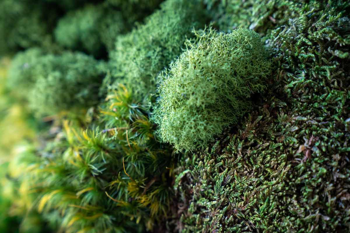 Close-up of various types of green moss on a surface, showcasing different textures and shades.