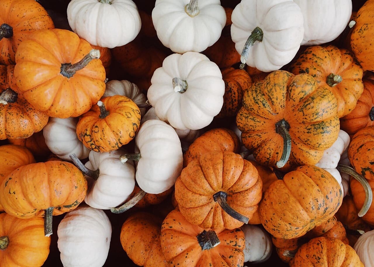 A pile of small orange and white pumpkins closely arranged together, showing their different shapes and textures.