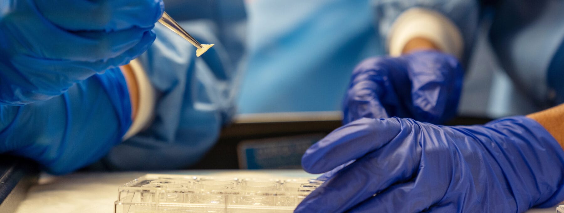 Researchers in blue gloves handling samples with tweezers and working with a multi-well plate in a laboratory setting.