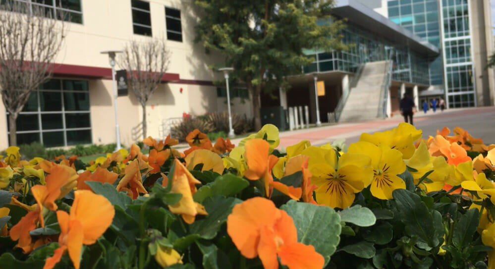 Orange and yellow flowers on campus