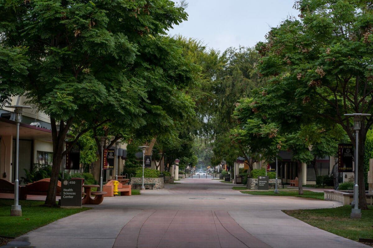 Esplanade Trees
