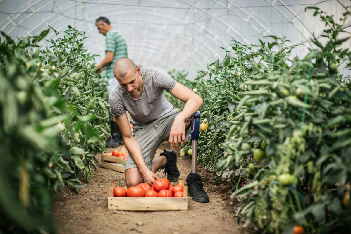 man with prosthetic leg kneeling over tomatoes in a greenhouse.