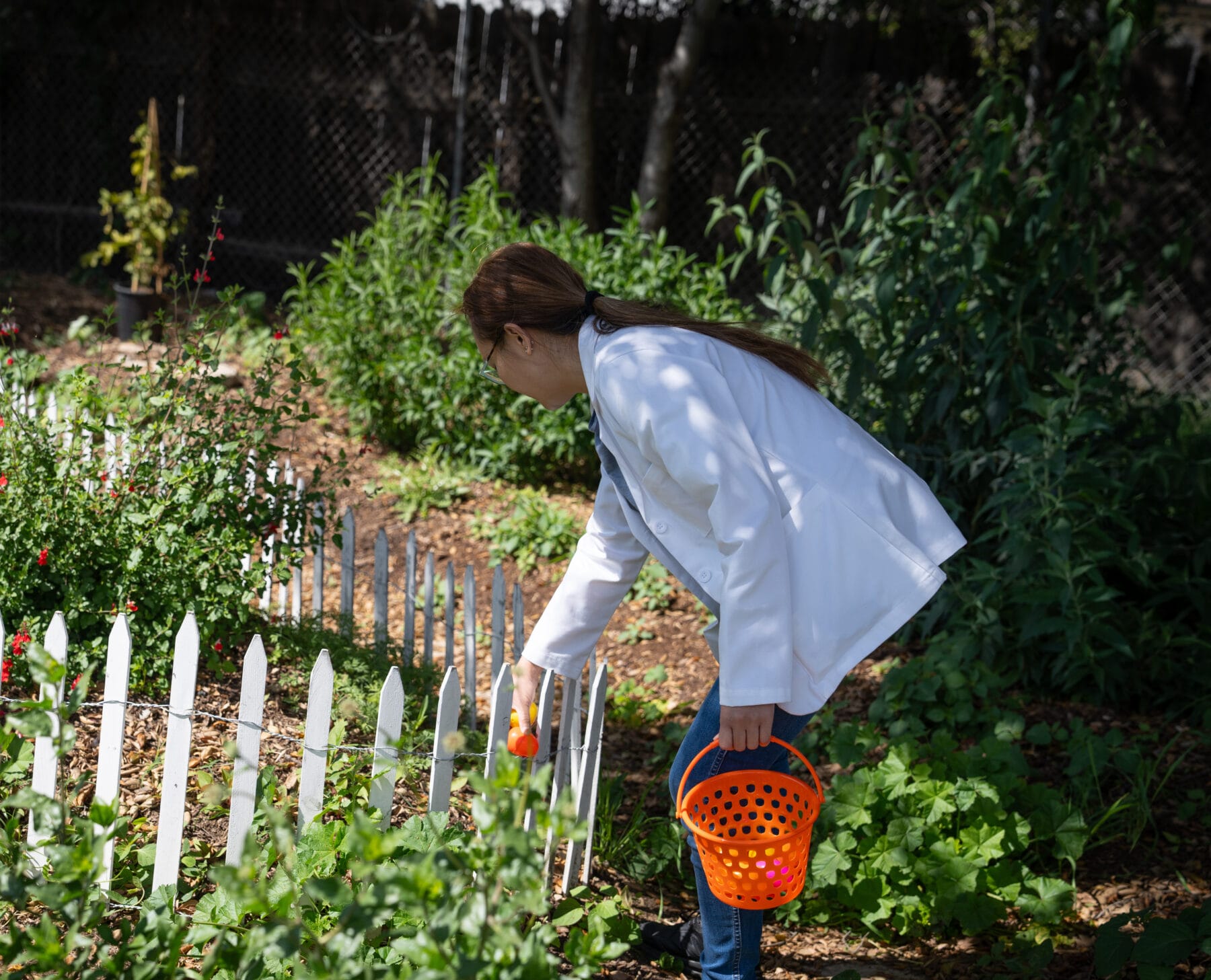 Person in a white coat holding an orange basket, picking a red flower in a garden with a white picket fence.