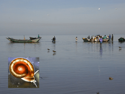 Steinauer image - people on boats, with close-up of a snail