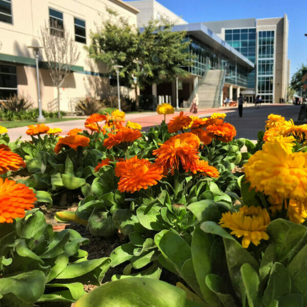 a group of orange flowers in front of a building.