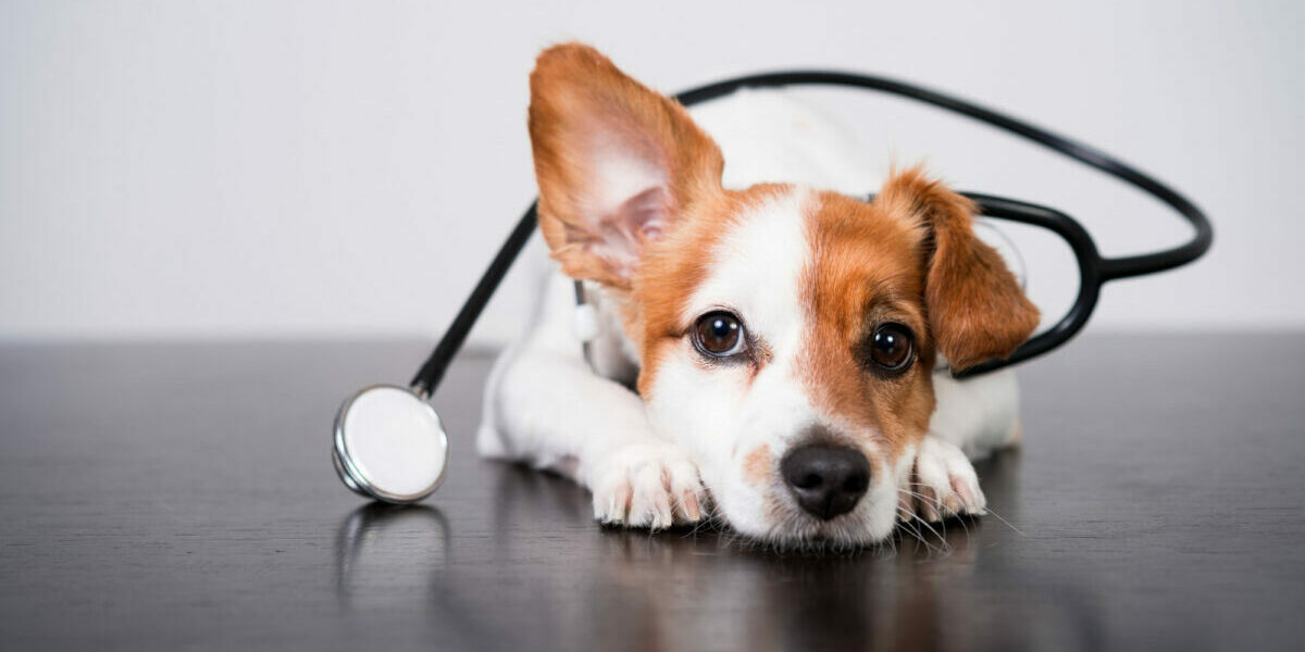 Animal, medical