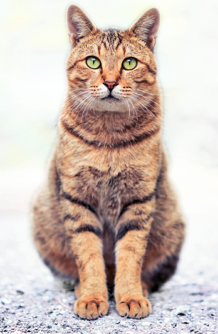 Tabby cat, sitting