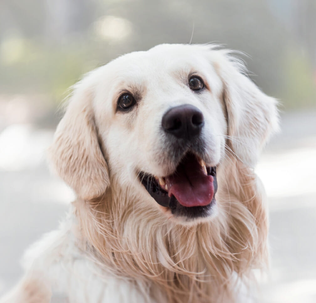 Golden retriever, sidewalk.