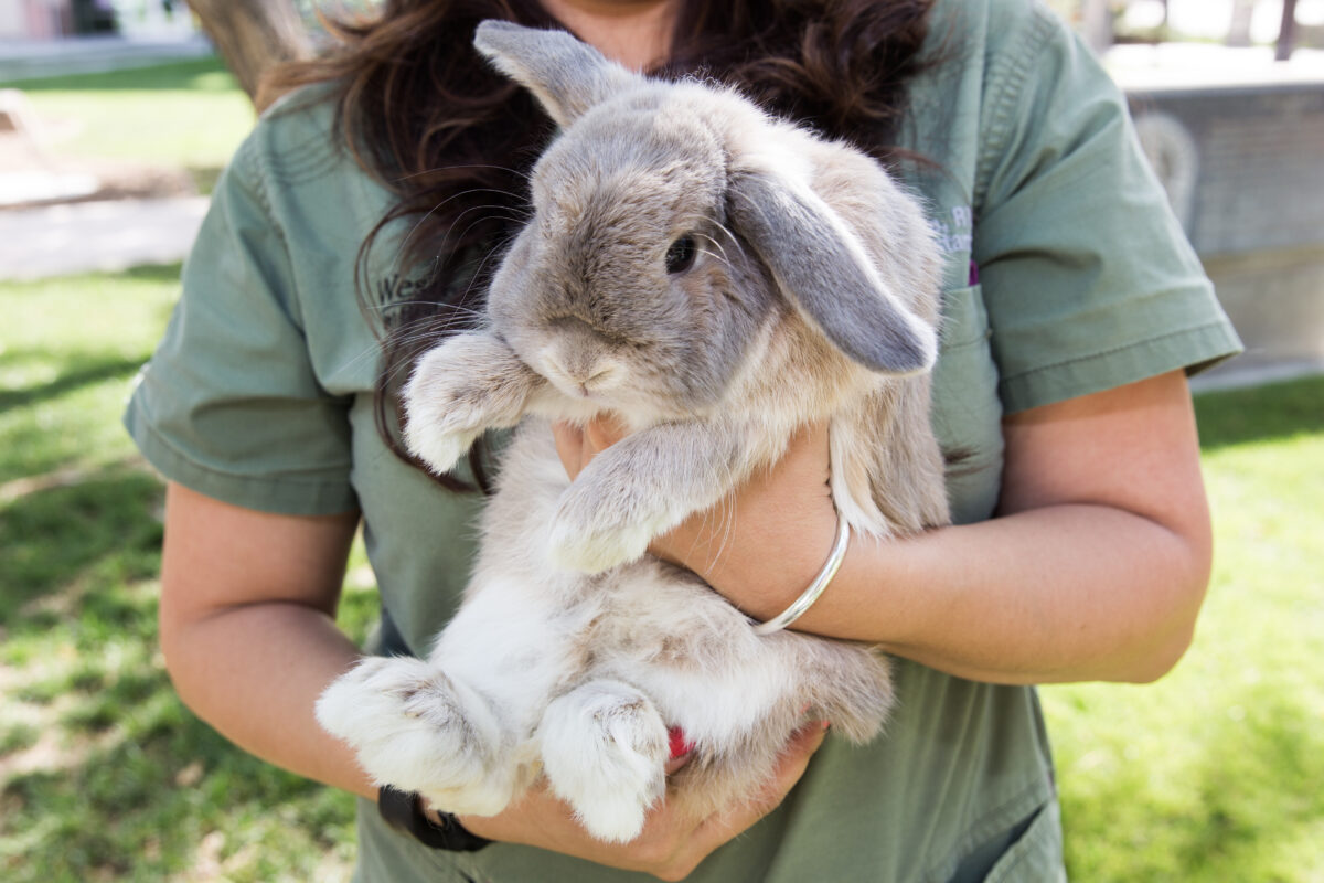 A woman holding a rabbit.