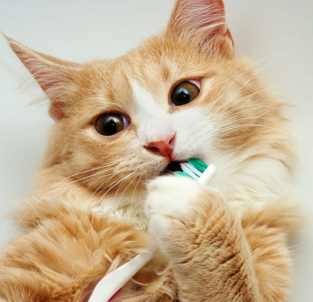 A cat is brushing its teeth with a toothbrush.