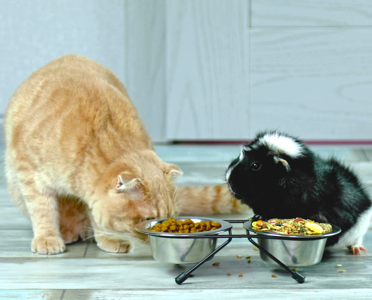 Cats and guinea pigs eating from bowls.