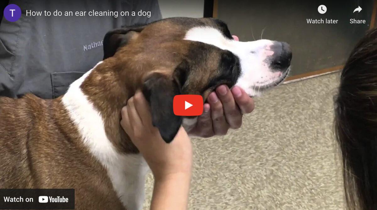 Ear cleaning on a dog instructional video