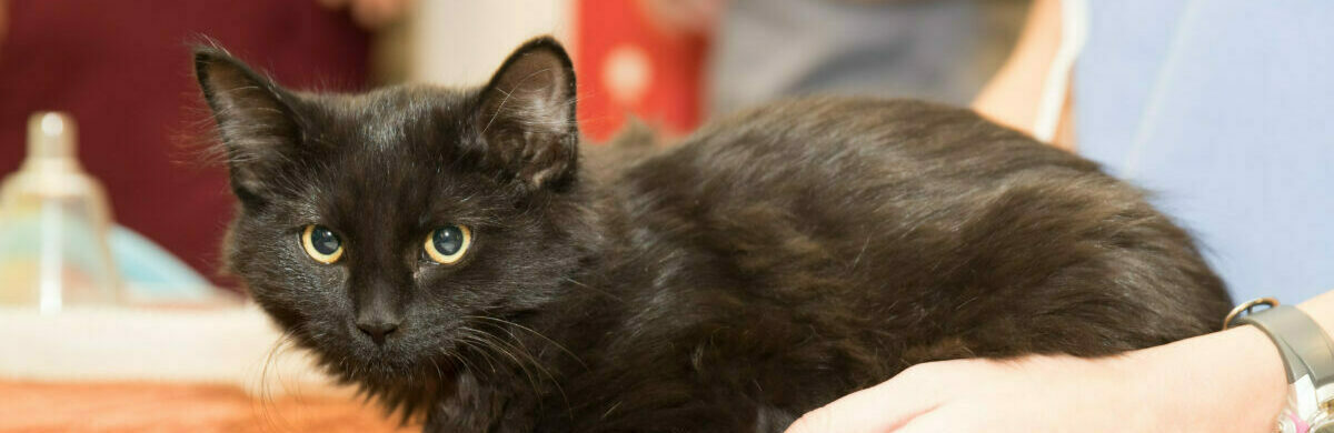 A black cat on a towel.
