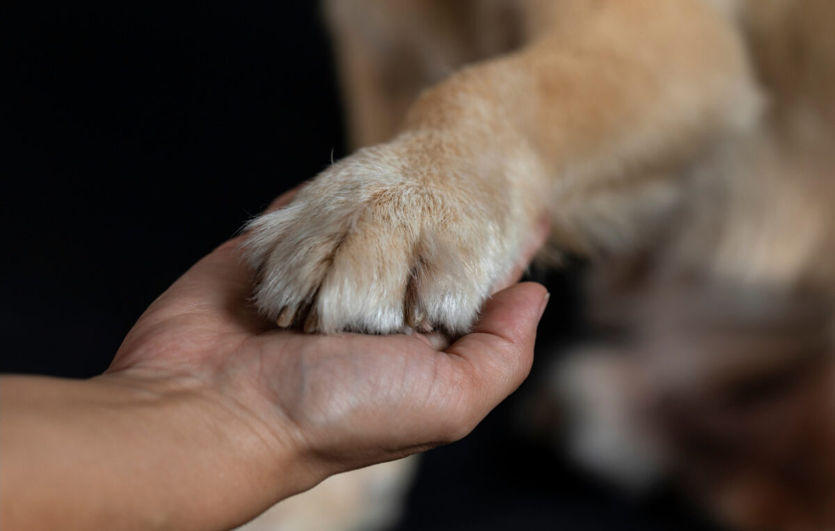 A person's hand gently clasping a dog's paw.