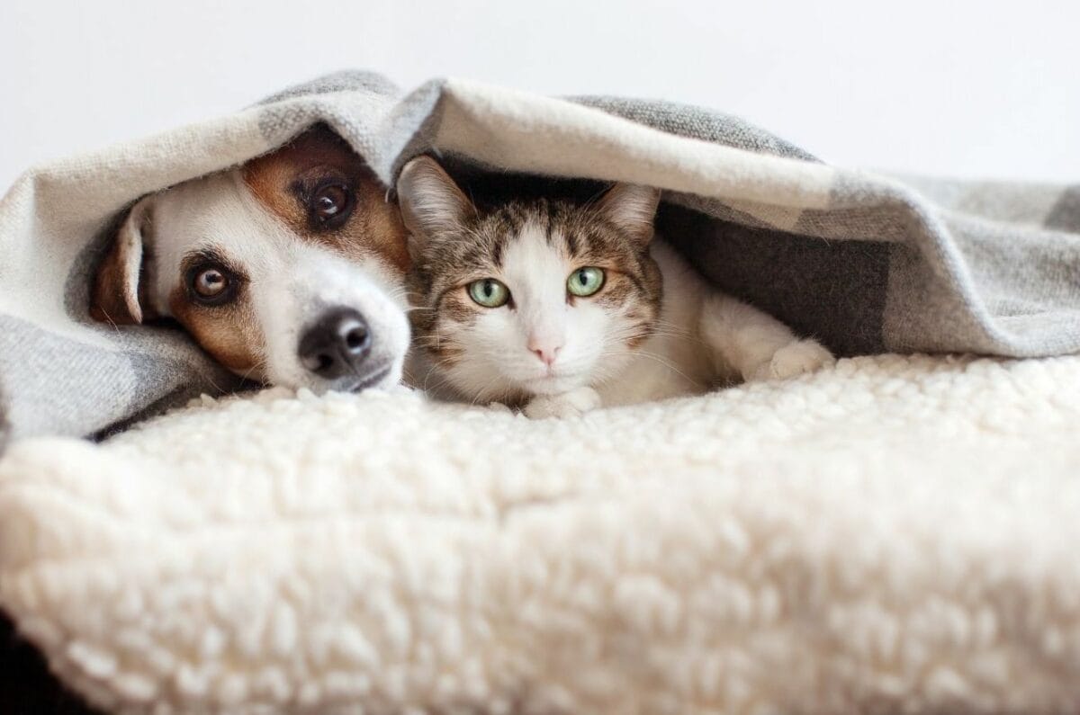 A dog and a cat lie together under a gray blanket, both looking at the camera. The background is white and the surface they lie on appears soft and cozy.