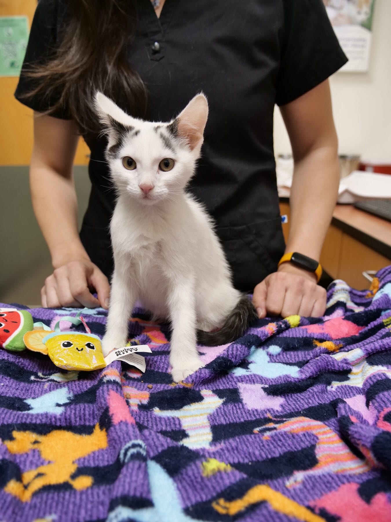 A small white and black kitten sits on a colorful blanket with toys, in front of a person wearing black scrubs at the WesternU Pet Health Center.