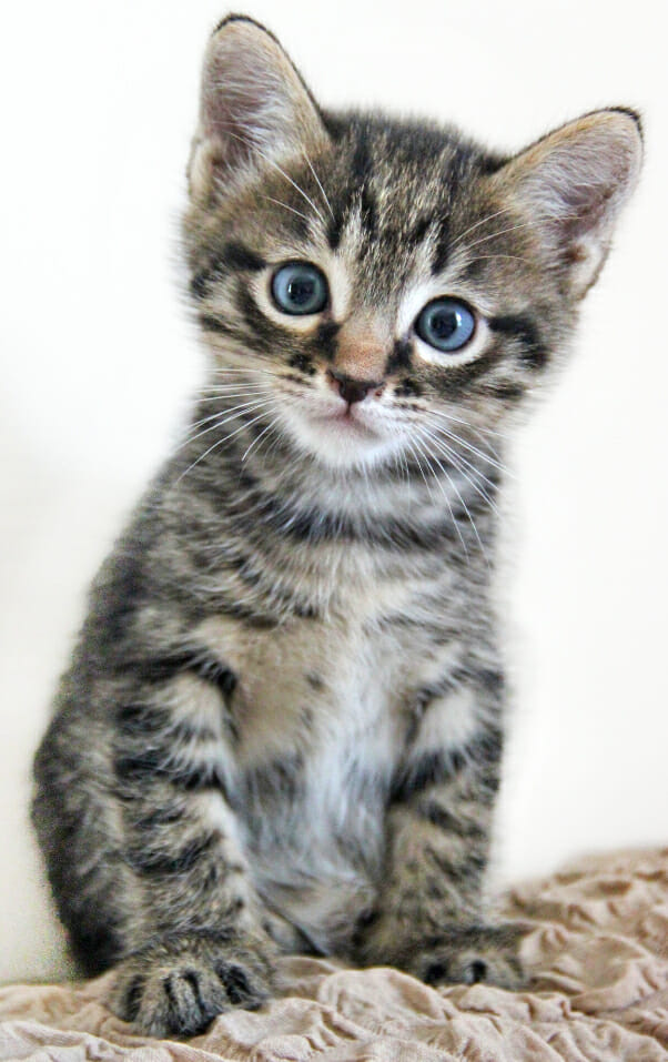 kitten, blanket.