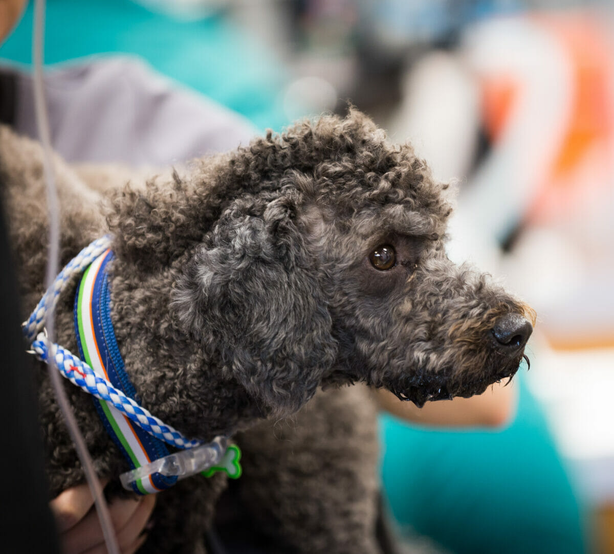 A grey poodle is being held by a person.