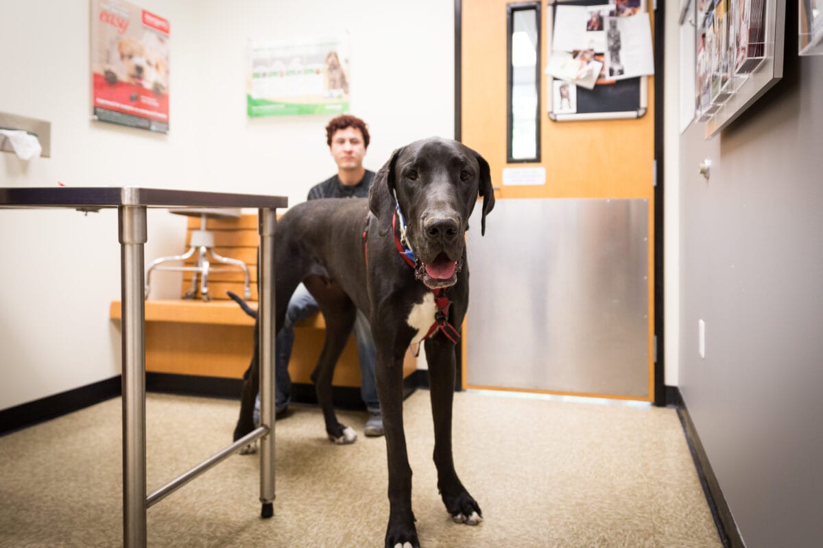 A large black Great Dane stands in a veterinarian's examination room with a person sitting on a bench in the background.