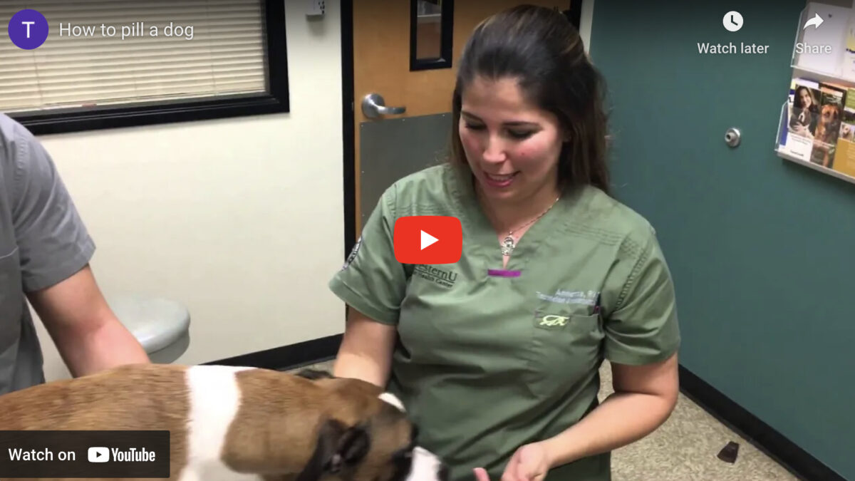 How to pill a dog instructional video
