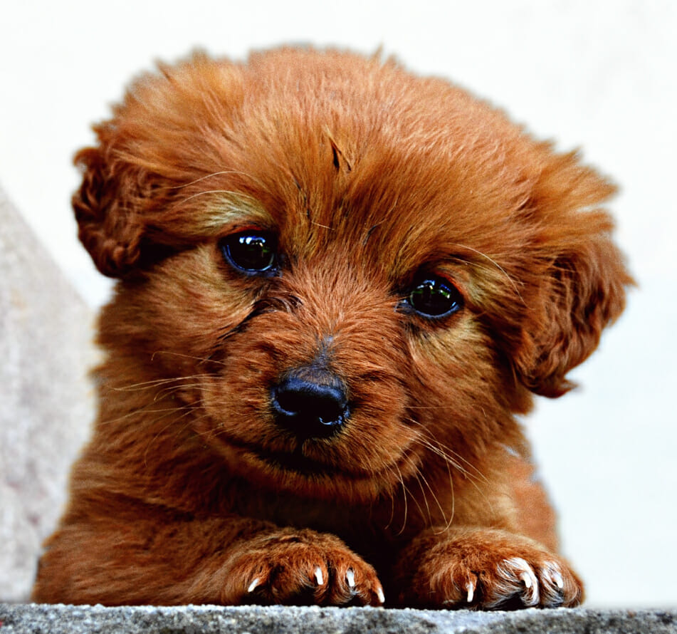 Brown puppy, concrete wall