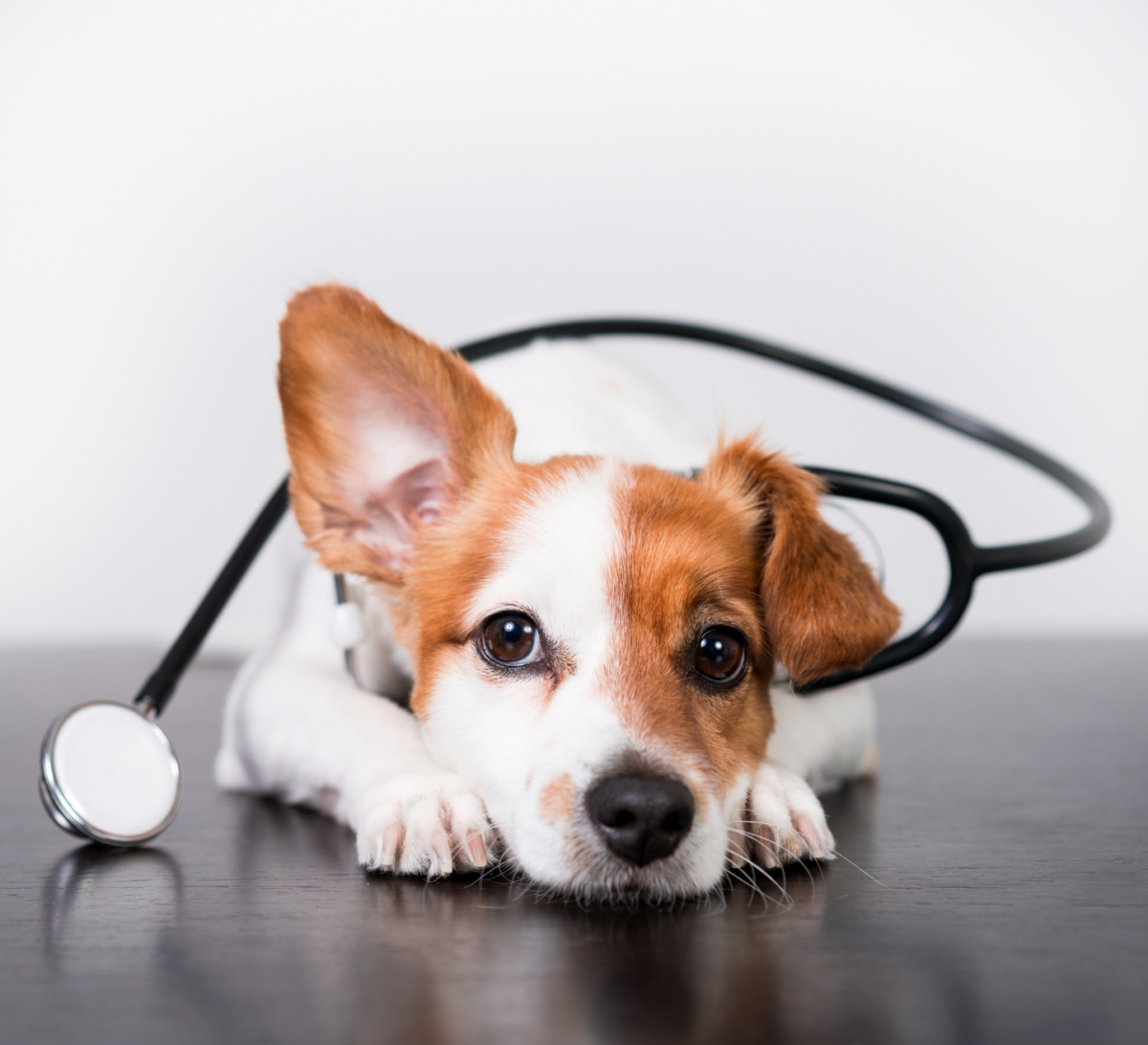 dog, stethoscope