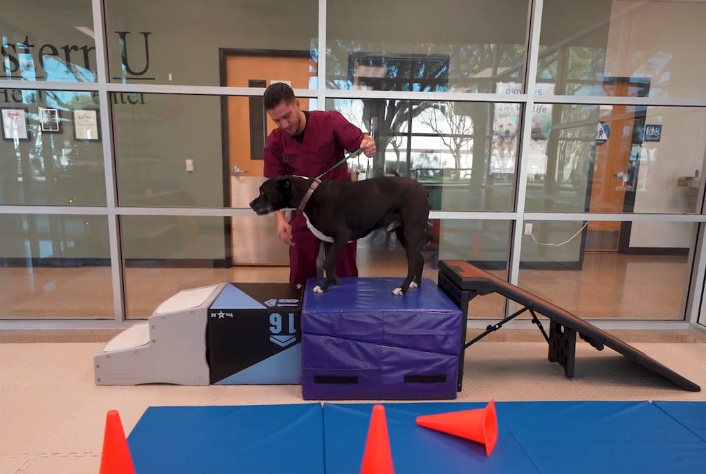 A man helps a black dog stand on a blue platform in an indoor setting with exercise equipment and orange cones.