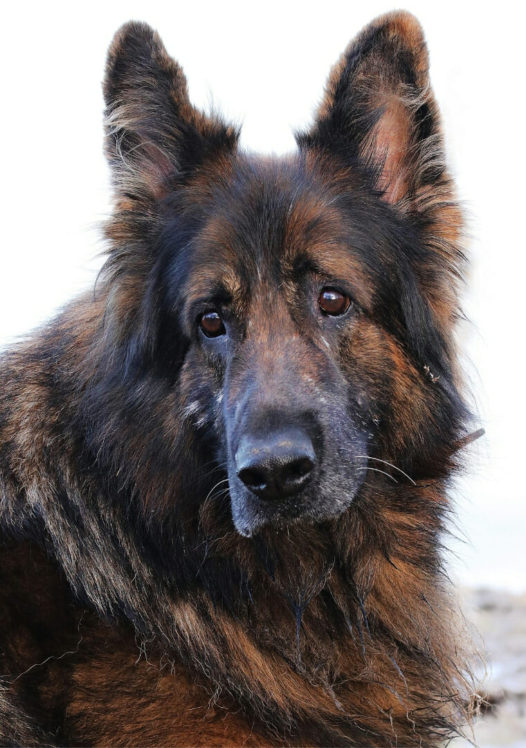 Black dog, sandy beach.