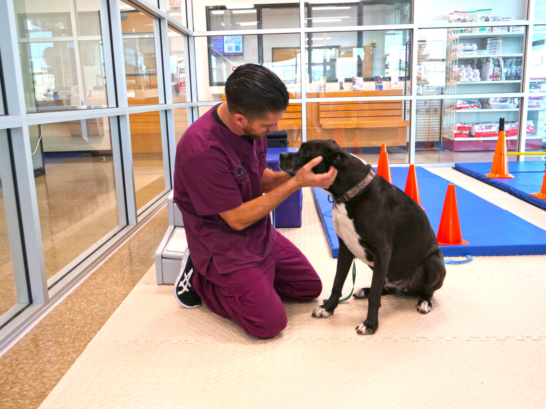 A person in purple scrubs kneels and gently holds a black and white dog’s face. They appear to be indoors in a vet clinic or animal care facility.