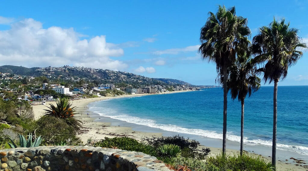 Beach, palm trees.