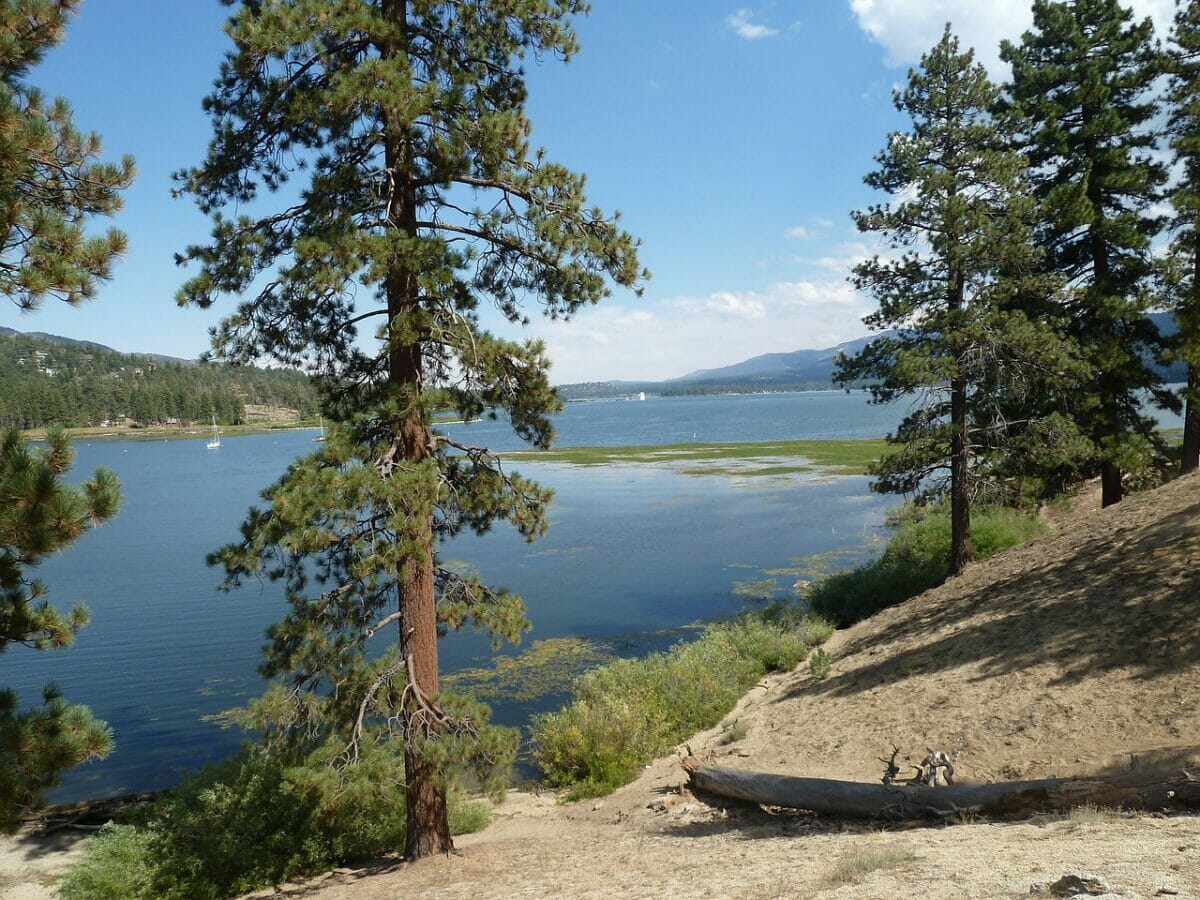 A view of a lake surrounded by pine trees.
