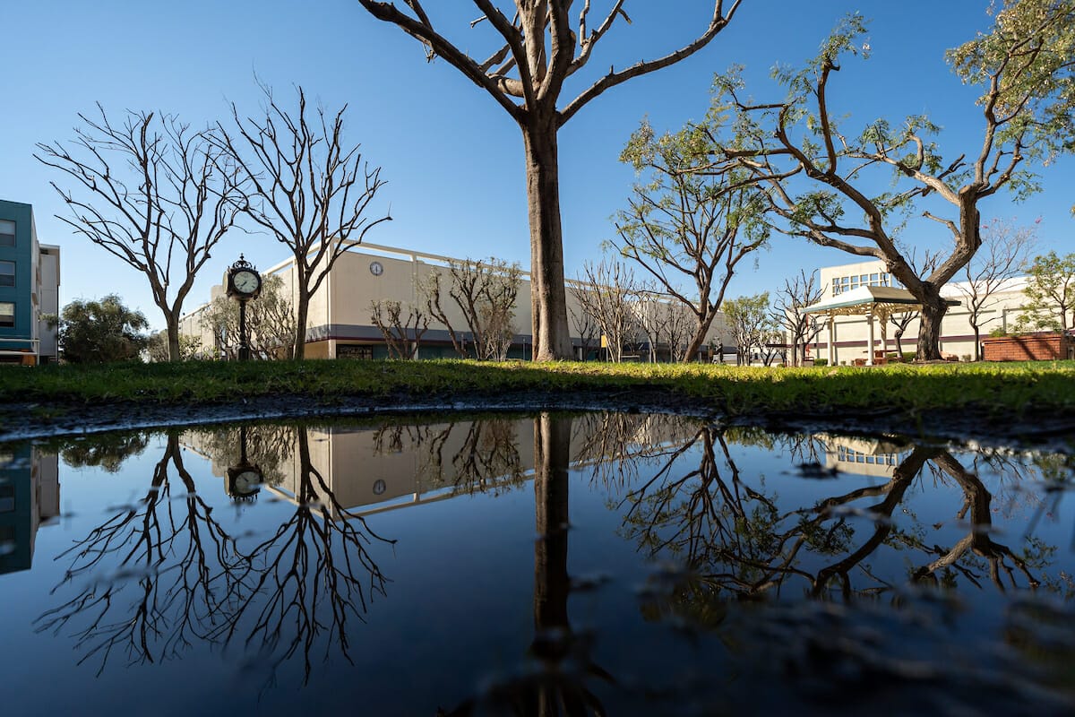 A leafless tree stands by a puddle on grass, reflecting the tree and nearby buildings under a clear blue sky.