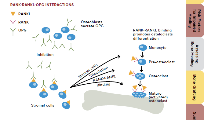 Image from an ebook explaining bone healing