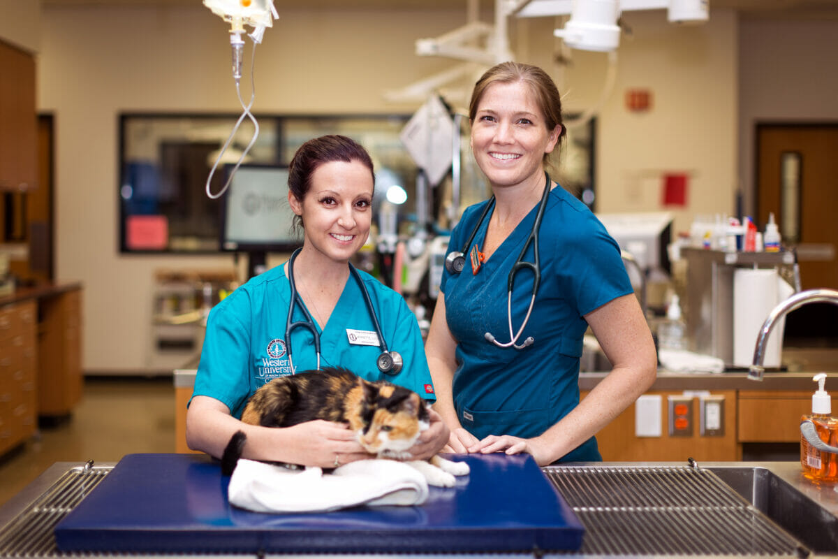 Image of veterinarians examining a cat at the Pet Health Center.