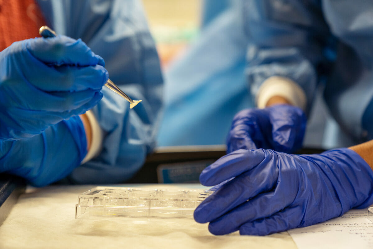 Close up of two gloved hands and a pair of tweezers