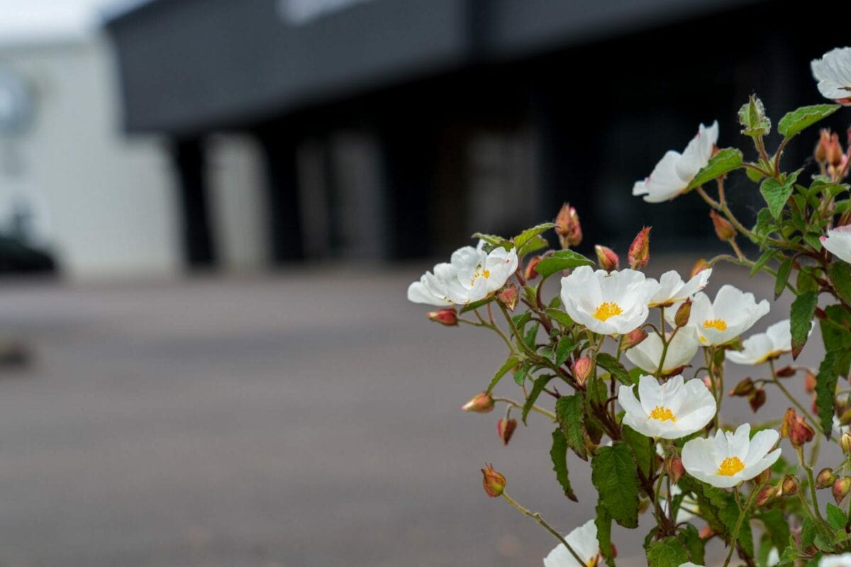 Small white flowers with yellow centers bloom in the foreground, while a blurred building and parking lot are in the background.