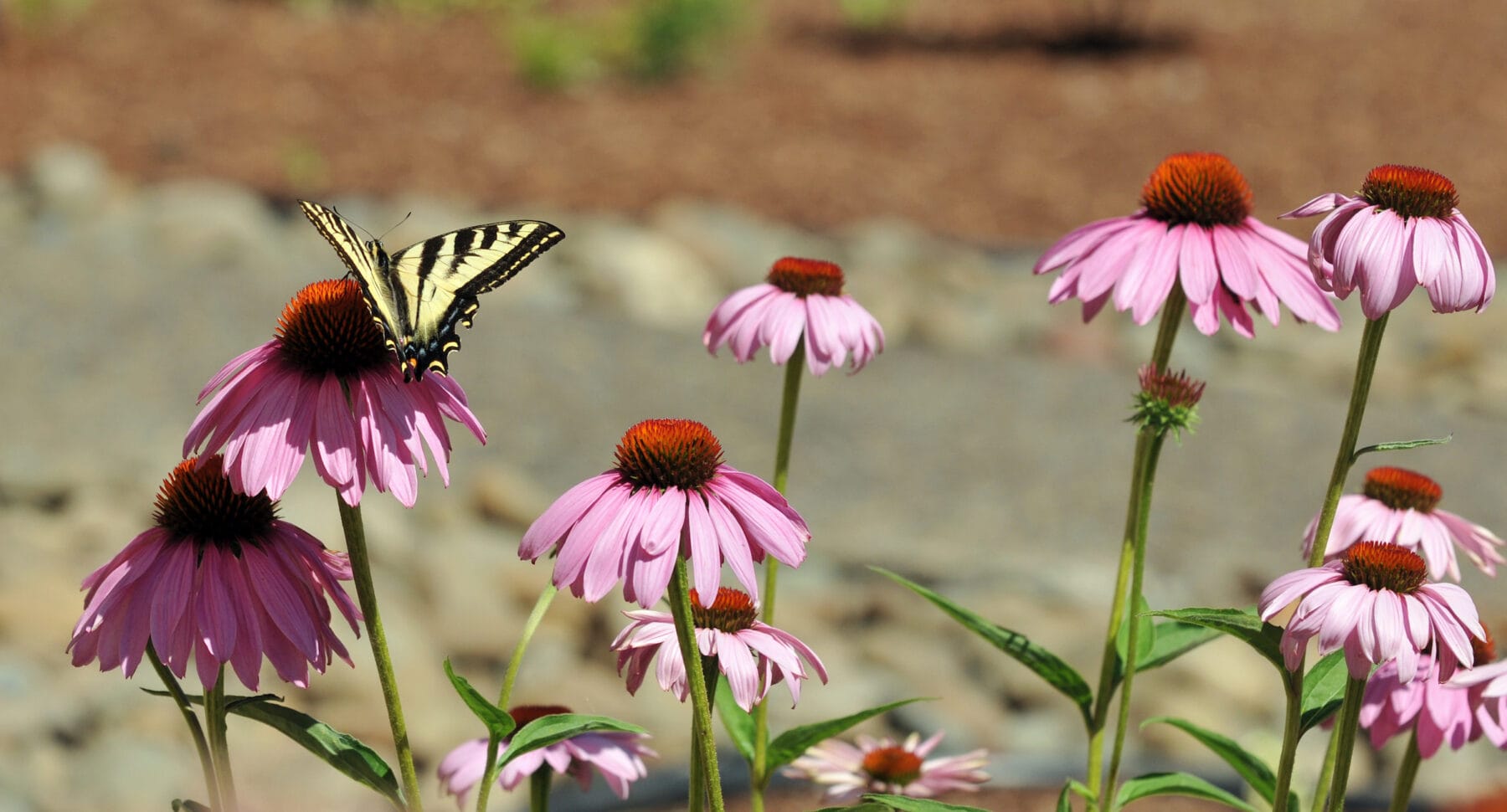 A yellow butterfly lands on the petals of a pink coneflower among several other blooming coneflowers in a garden.