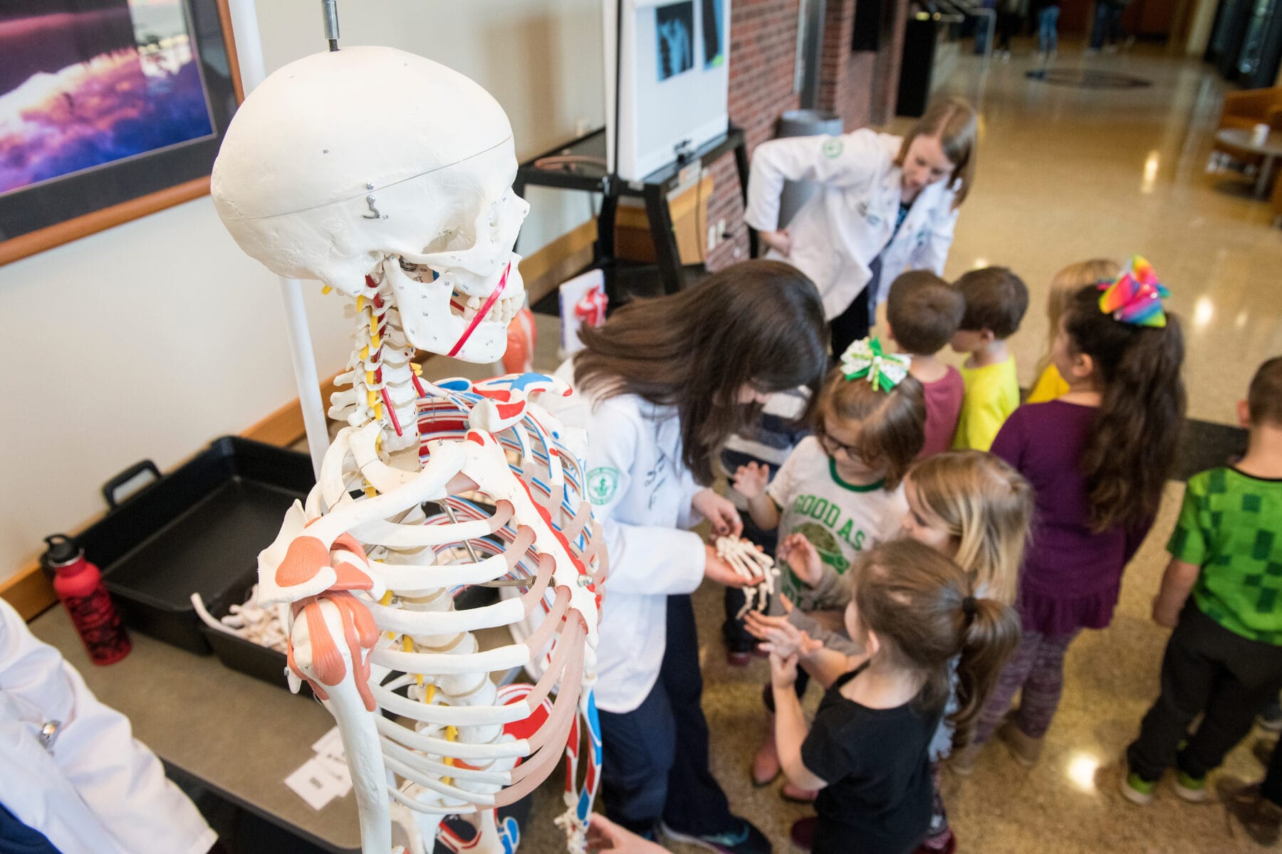 A group of children are shown a human skeleton model by medical professionals in white coats in a well-lit hallway.