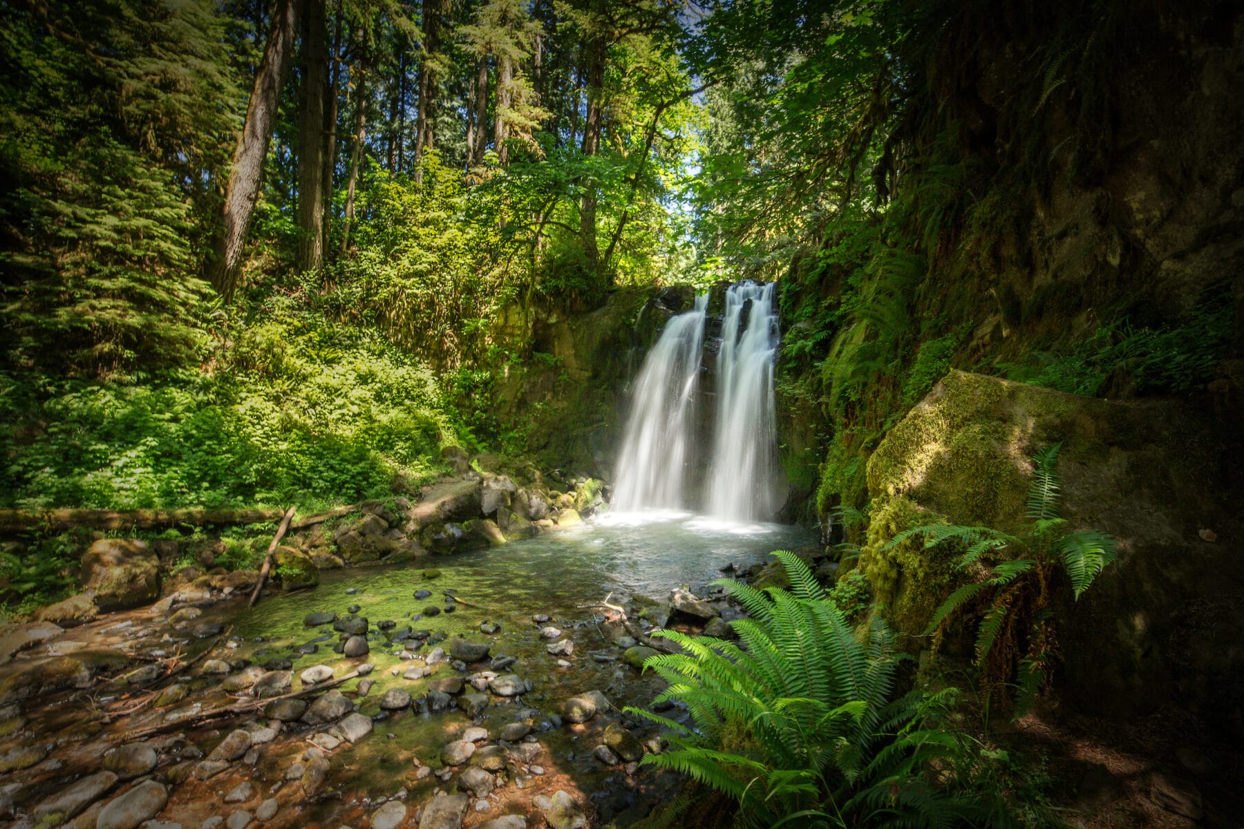 A waterfall flows into a clear, rocky pool surrounded by lush green forest and ferns on a sunny day.