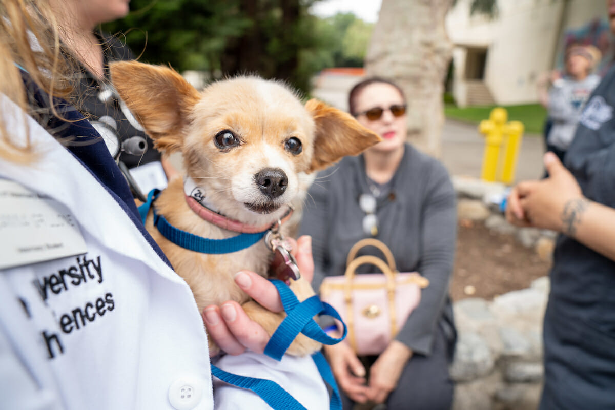 WesternU played a large role in Care Harbor Fairplex, a free mega-clinic April 27-28, 2019 in Pomona. College of Veterinary Medicine student Deanna Grillone holds a nervous patient, Duchess, as East Valley Spay and Neuter Center staff explain to the owner’s daughter what they will do Saturday, April 27, 2019 during the first day of Care Harbor Fairplex in Pomona.